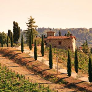 Paisaje de Viñedo Toscano