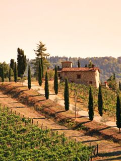 Paisaje de Viñedo Toscano