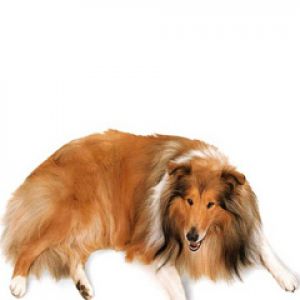 Perro Collie Adorable