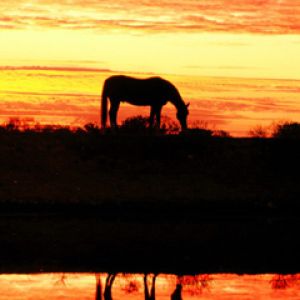 Silueta de Caballo al Atardecer