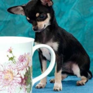 Linda Chihuahua con Taza Floral