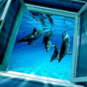 Delfines nadando en agua azul