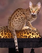 Gato Manchado en Estampado de Leopardo