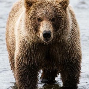 Majestuoso Oso Grizzly