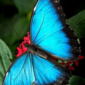 Belleza de la Mariposa Azul