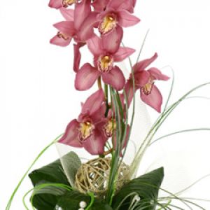 Orquídeas Rosadas Elegantes