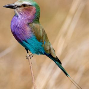 Pájaro Colorido en la Naturaleza