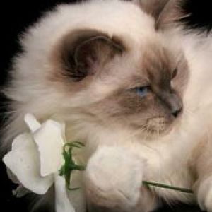 Gato Esponjoso con Flor