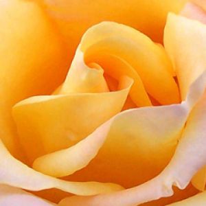 Hermosa Rosa Amarilla