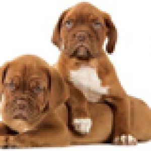 Cachorros Boxer Adorables