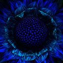 Flor Azul Abstracta