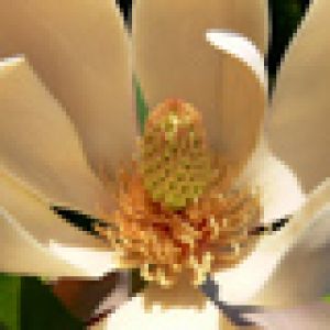 Hermosa Flor de Magnolia