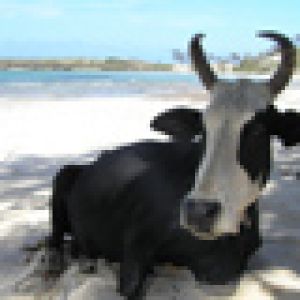 Vaca Relajada en la Playa