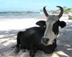 Vaca Relajada en la Playa