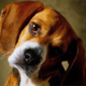 Perro Beagle Adorable