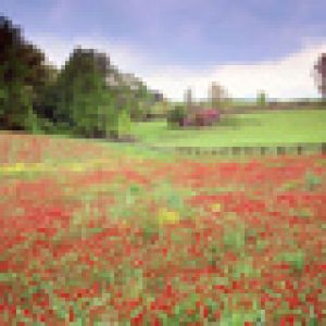 Paisaje de Campo de Flores Vibrantes