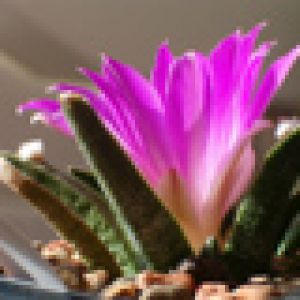 Flor de Cactus Rosa Vibrante