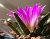 Flor de Cactus Rosa Vibrante