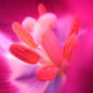 Primer Plano de Flor Vibrante