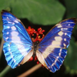 Mariposa Azul Vibrante
