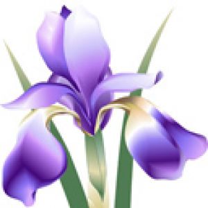 Flor de Iris Púrpura