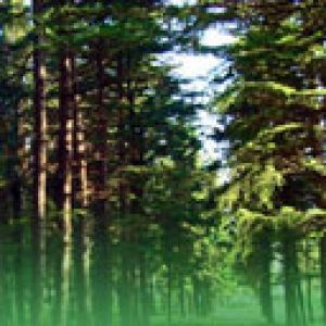 Paisaje Forestal Sereno