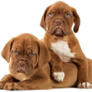 Cachorros Lindos