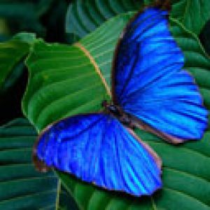 Mariposa Azul en Hoja Verde