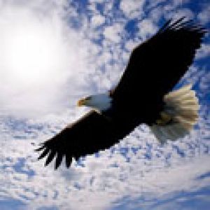 Águila Majestuosa en Vuelo