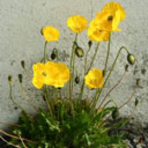 Flores Silvestres Amarillas en Flor