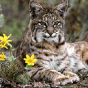 Lince entre flores silvestres