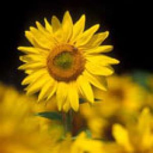 Girasol Vibrante en Flor
