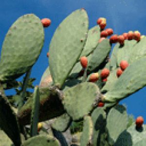 Cactus con Frutas Rojas