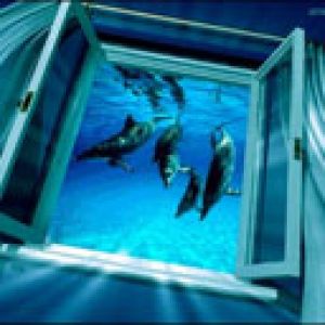 Delfines Nadando a Través de una Ventana Abierta