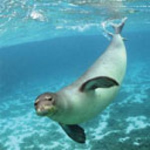 Foca Juguetona Bajo el Agua