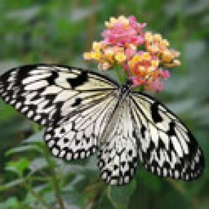 Hermosa Mariposa en Flor
