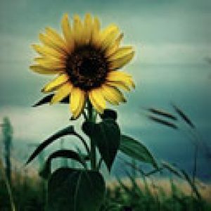 Hermosa Girasol en la Naturaleza