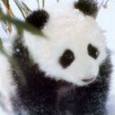 Panda Adorable en la Nieve