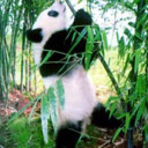 Panda Linda en Bambú