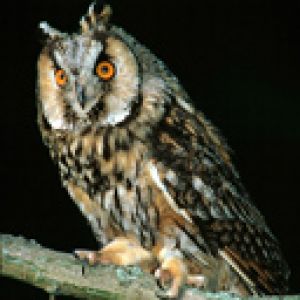 Búho Majestuoso en la Noche