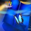 Fondo de Pantalla Windows Mariposa