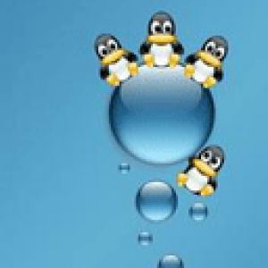 Pingüinos Lindos en Gotas de Agua