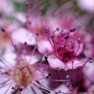 Hermosas Flores Rosadas