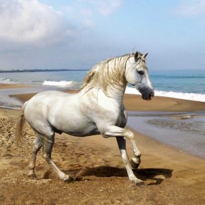 Majestuoso Caballo Blanco en la Playa
