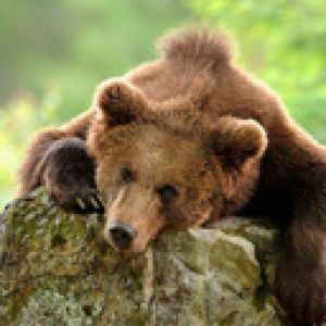 Oso Pardo Relajado