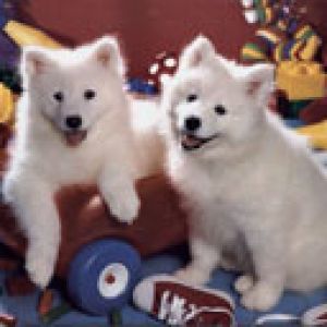 Cachorros Samoyedo Adorables