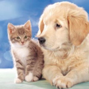 Cachorro y Gatito Adorable