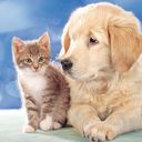 Cachorro y Gatito Adorable