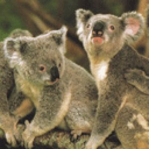Koalas Lindos en la Naturaleza