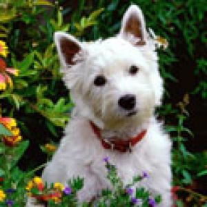 Perro Blanco Bonito en el Jardín